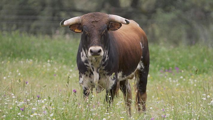 Tendido cero - Tendido Cero - 31/05/25