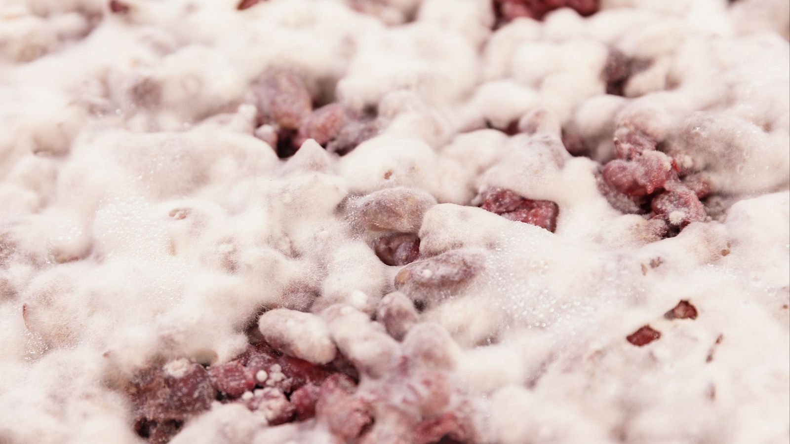 Rhizopus oligosporus o el hongo koji: ¿cómo se usan los hongos en la cocina?