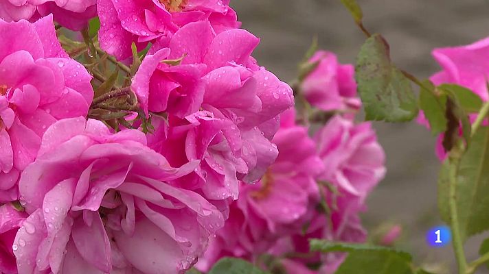 Informativo Telerioja - Telerioja en 2 - 02-06-2025 - Ver ahora