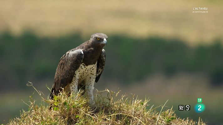 Som Documentals - Por a la sabana