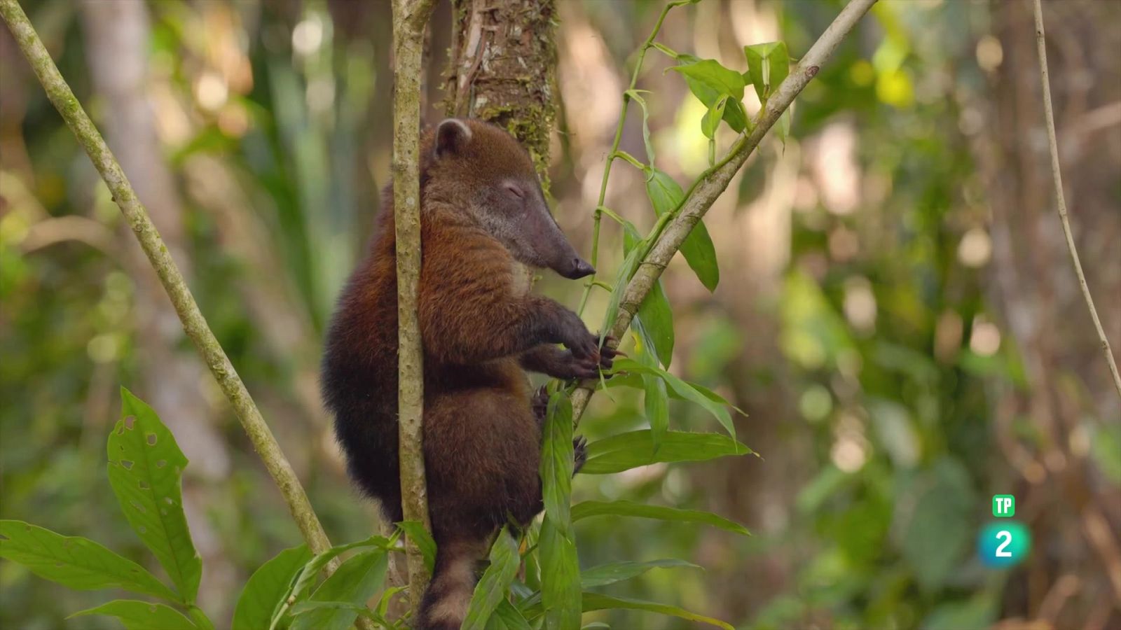 Grans documentals - Equador en el cim de la biodiversitat: De l'Amazònia a les Cimeres Andines - Veure Ara