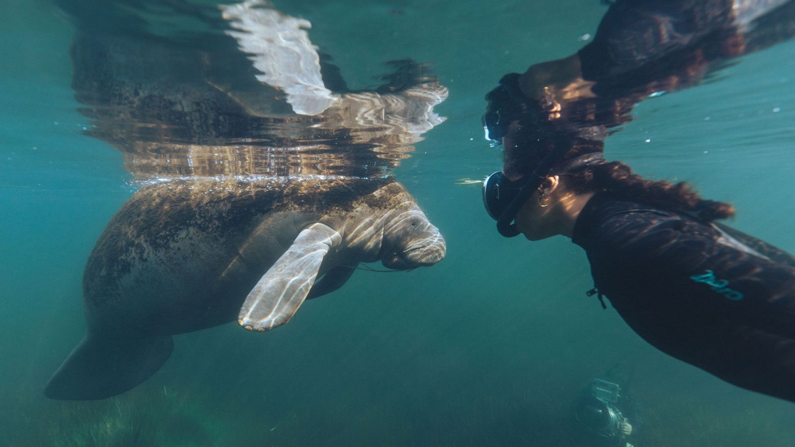 Somos documentales - Carbono azul. El poder oculto de la naturaleza - ver ahora