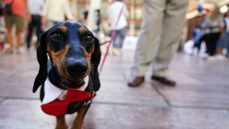 Tomás Palomares. Los fármacos y las mascotas | Ver