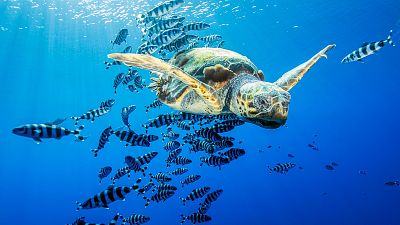Pelagos, en el corazn del Mediterrneo