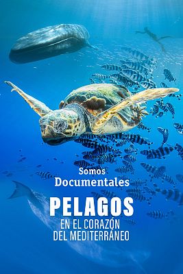 Somos Documentales - Pelagos, en el corazón del Mediterráneo
