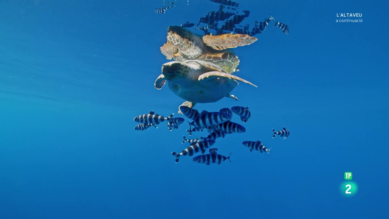 Grans documentals - Pelagos, en el cor del Mediterrani - Veure Ara
