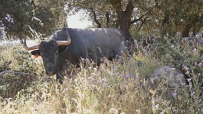 Tendido cero - Tendido Cero - 07/06/25
