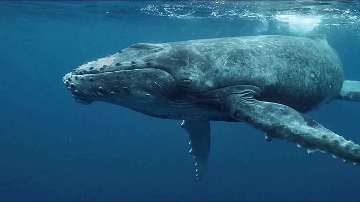 Ley de la restauración de la naturaleza I