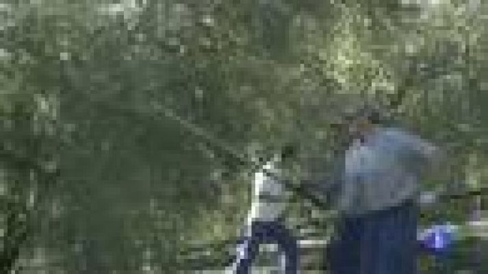 Telediario 1 - La peor cosecha en 13 años