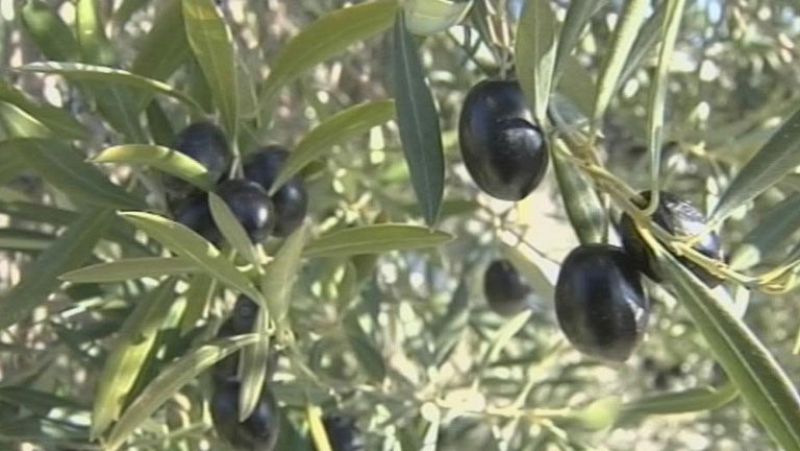 Malas expectativas en el inicio de la temporada de recogida de aceitunas