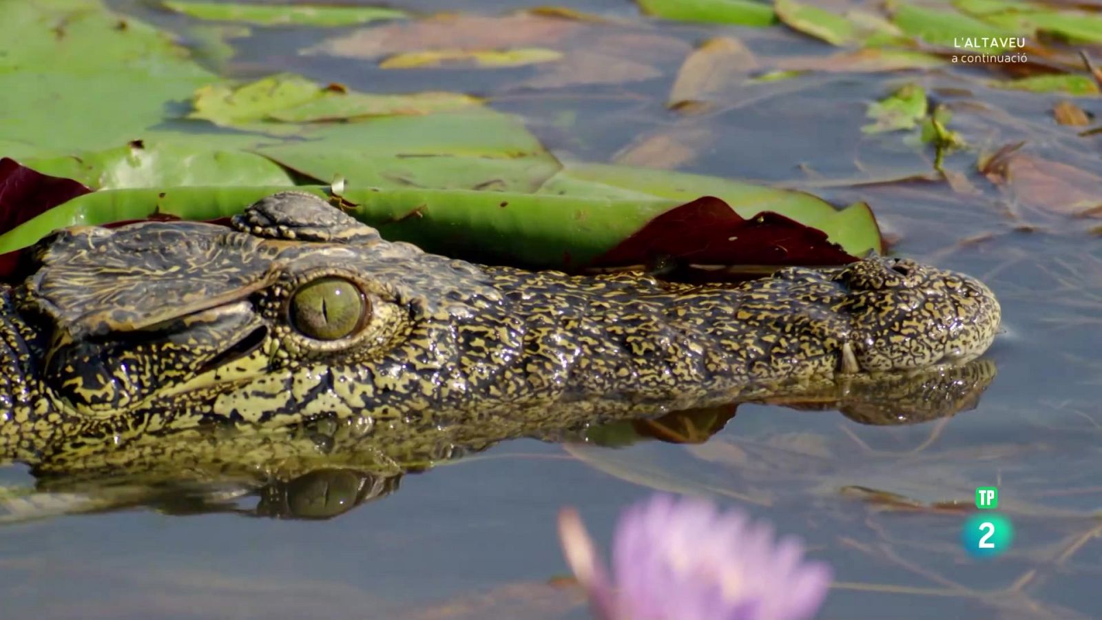 Grans Documentals - L'Okavango, el riu dels somnis. Episodi 1: El paradís. - Veure Ara