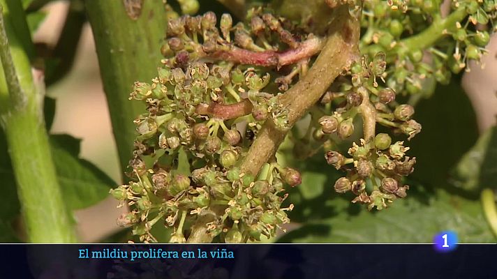 Informativo Telerioja - Telerioja en 2 - 10-06-2025 - Ver ahora