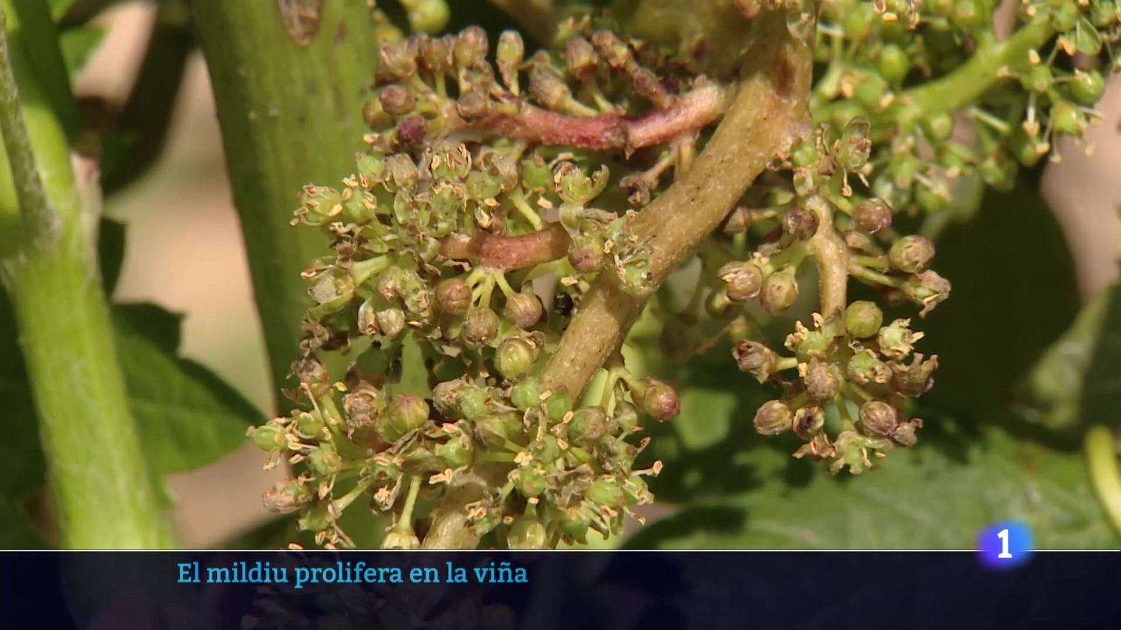 Informativo Telerioja 10-06-2025 Ver ahora | Ver