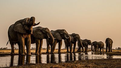El Okavango. El ro de los sueos - Episodio 3: El infierno - El Okavango. El ro de los sueos | Ver