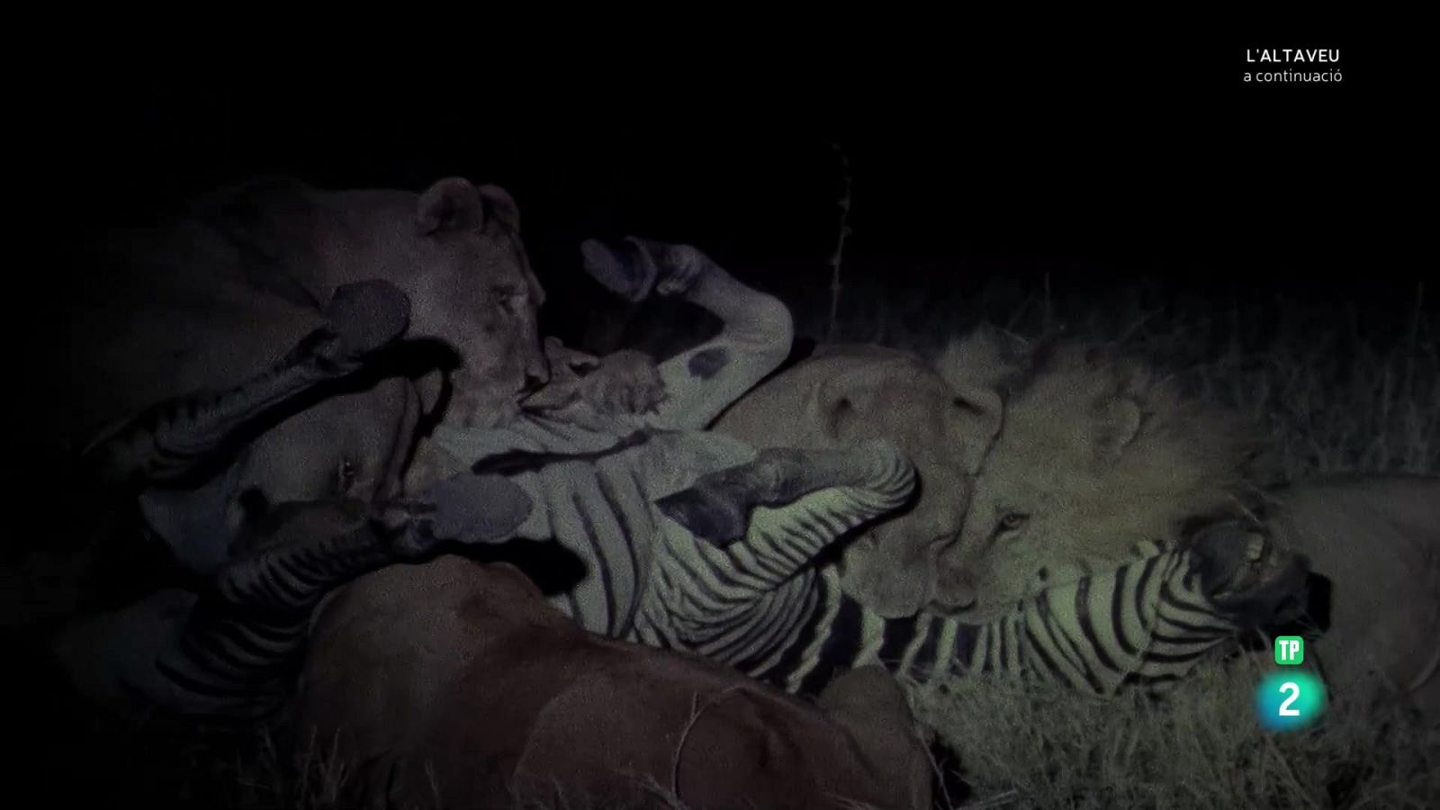 Grans Documentals - L'Okavango, el riu dels somnis. Episodi 3: L'infern. - Veure Ara