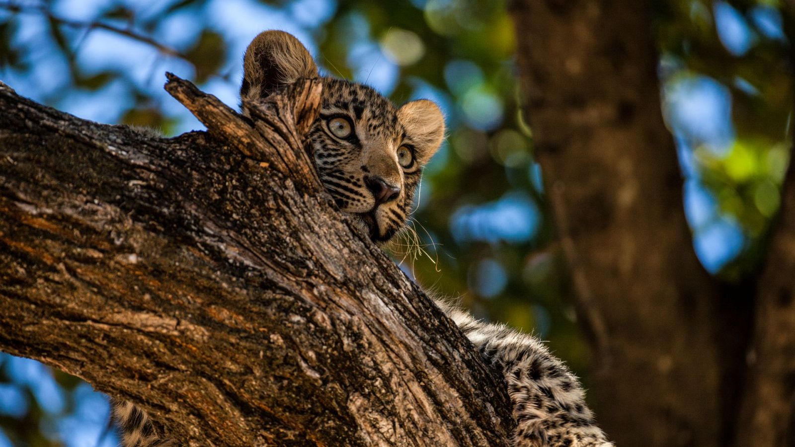 El Okavango. El río de los sueños - Episodio 4: Viaje divino - El Okavango. El río de los sueños | Ver