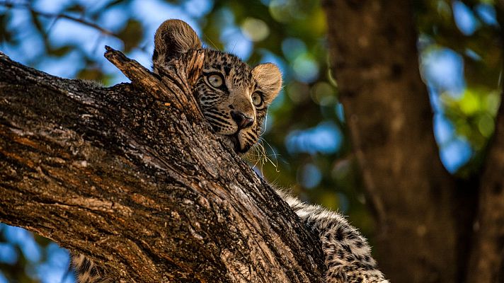 El Okavango. El río de los sueños - Viaje divino