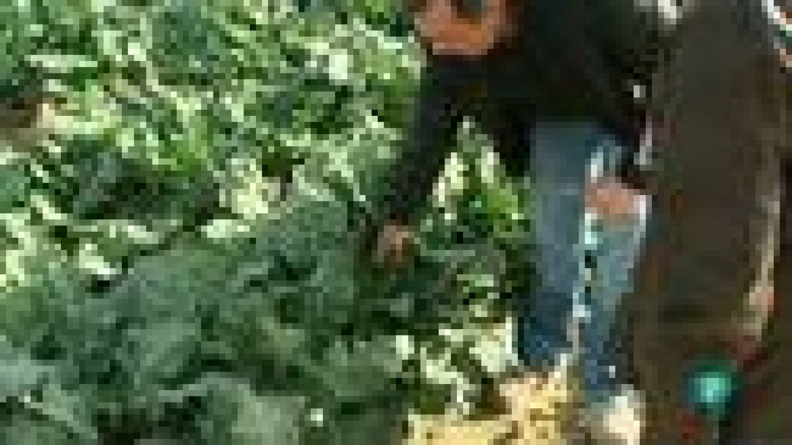 Agrosfera - Con mucho gusto - El cultivo de brócoli