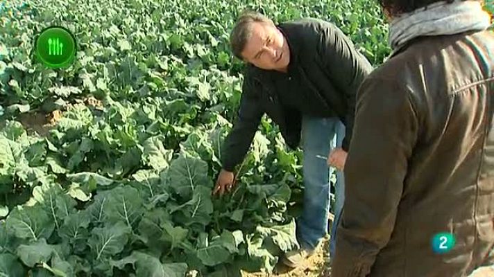 Agrosfera - El cultivo de brócoli