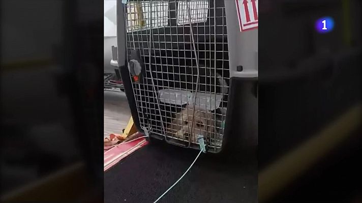 Volar amb animals de companyia, encara una odissea