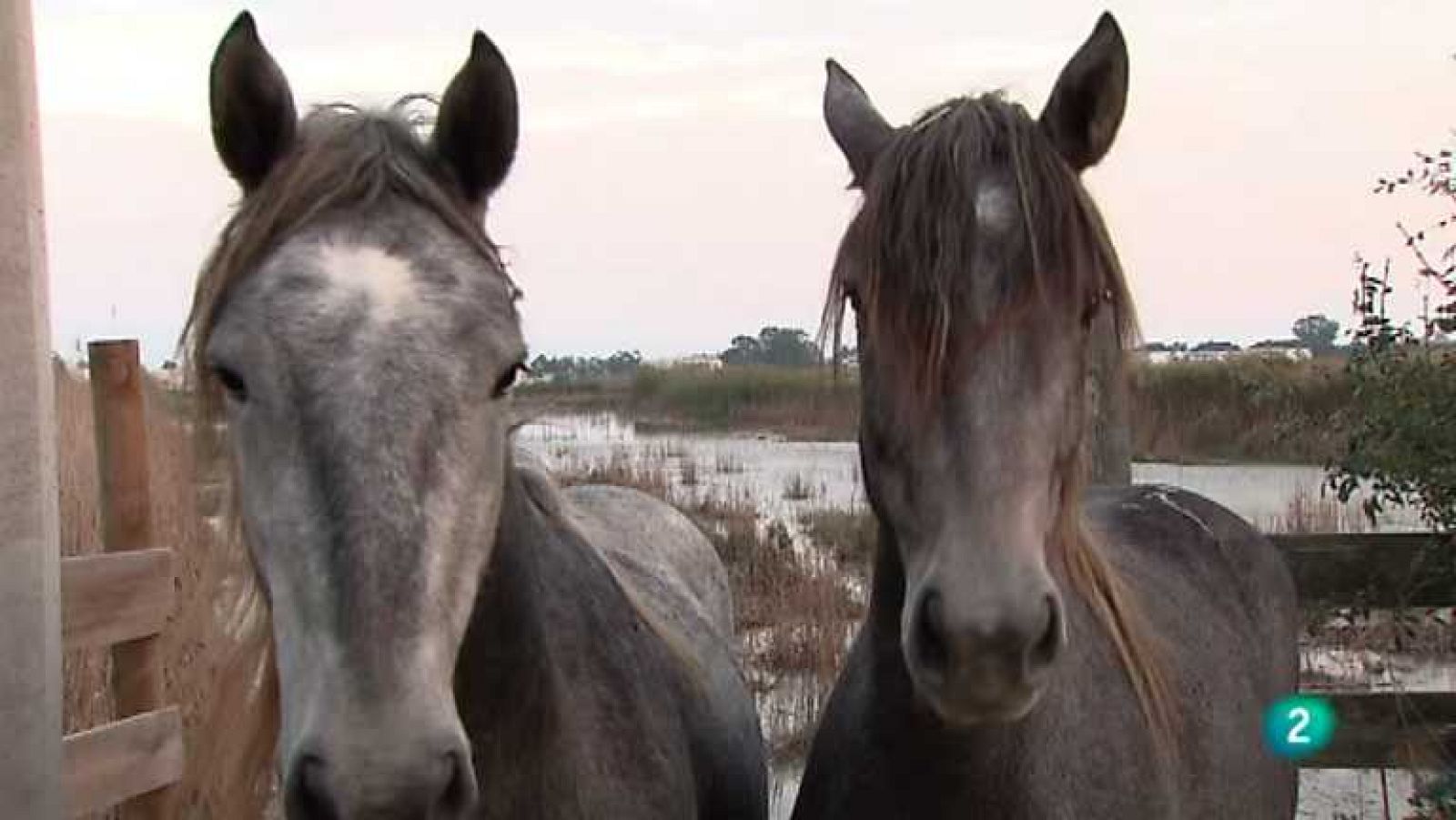 La aventura del saber - 14/01/13 - ver ahora