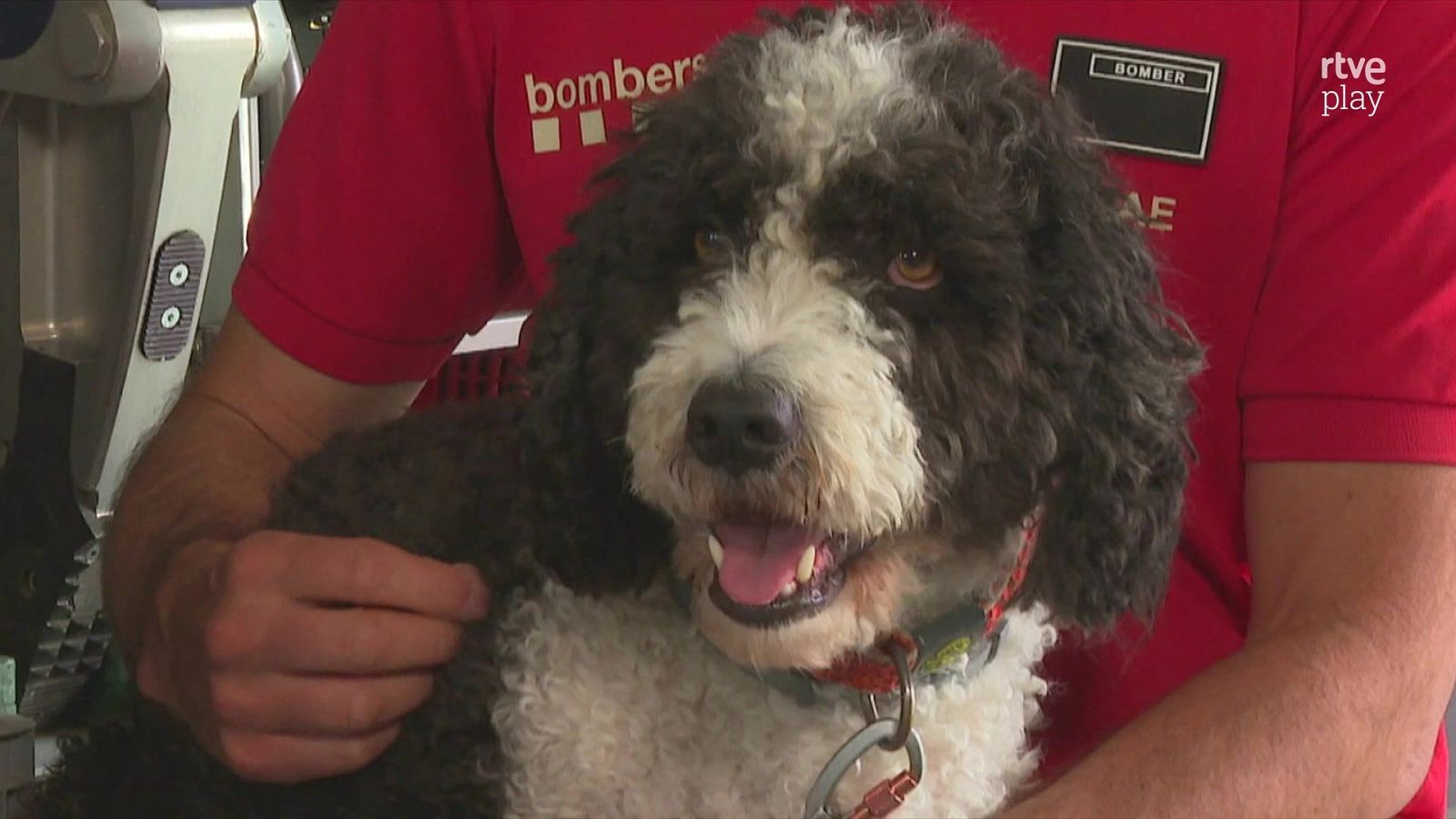 Com s'entrenen els gossos de rescat? - L'Altaveu - L'altaveu | Veure