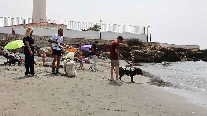 Socorristas de cuatro patas en Torrox, Mlaga - La tarde en 24h | Ver