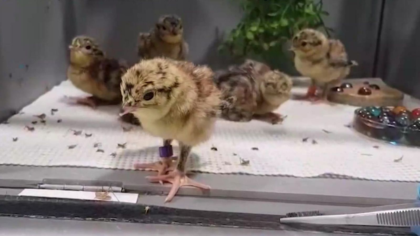 Aquí la Tierra - 18/06/25 - Aquí la Tierra | Ver