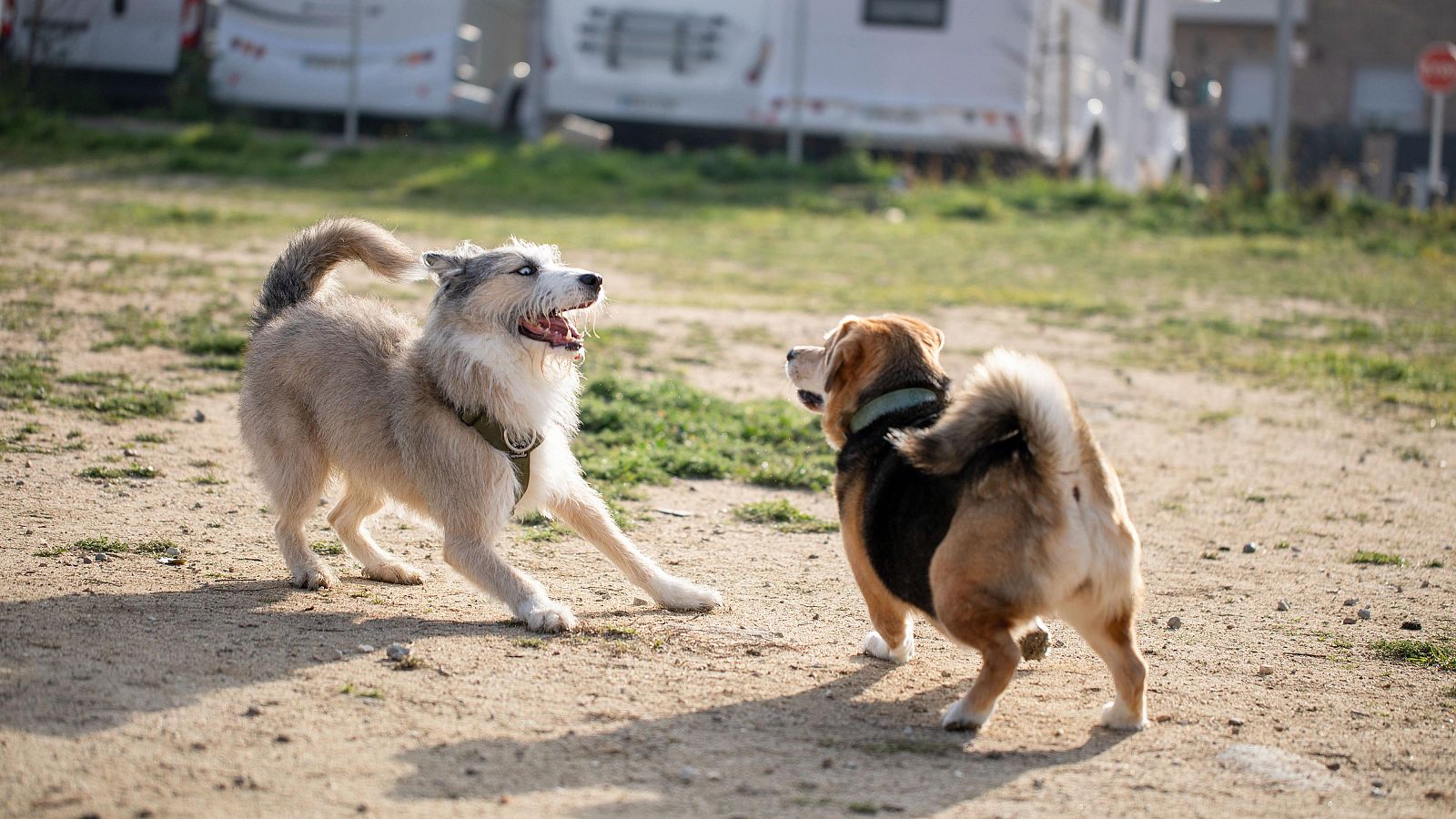 Campamentos de verano para perros | Ver