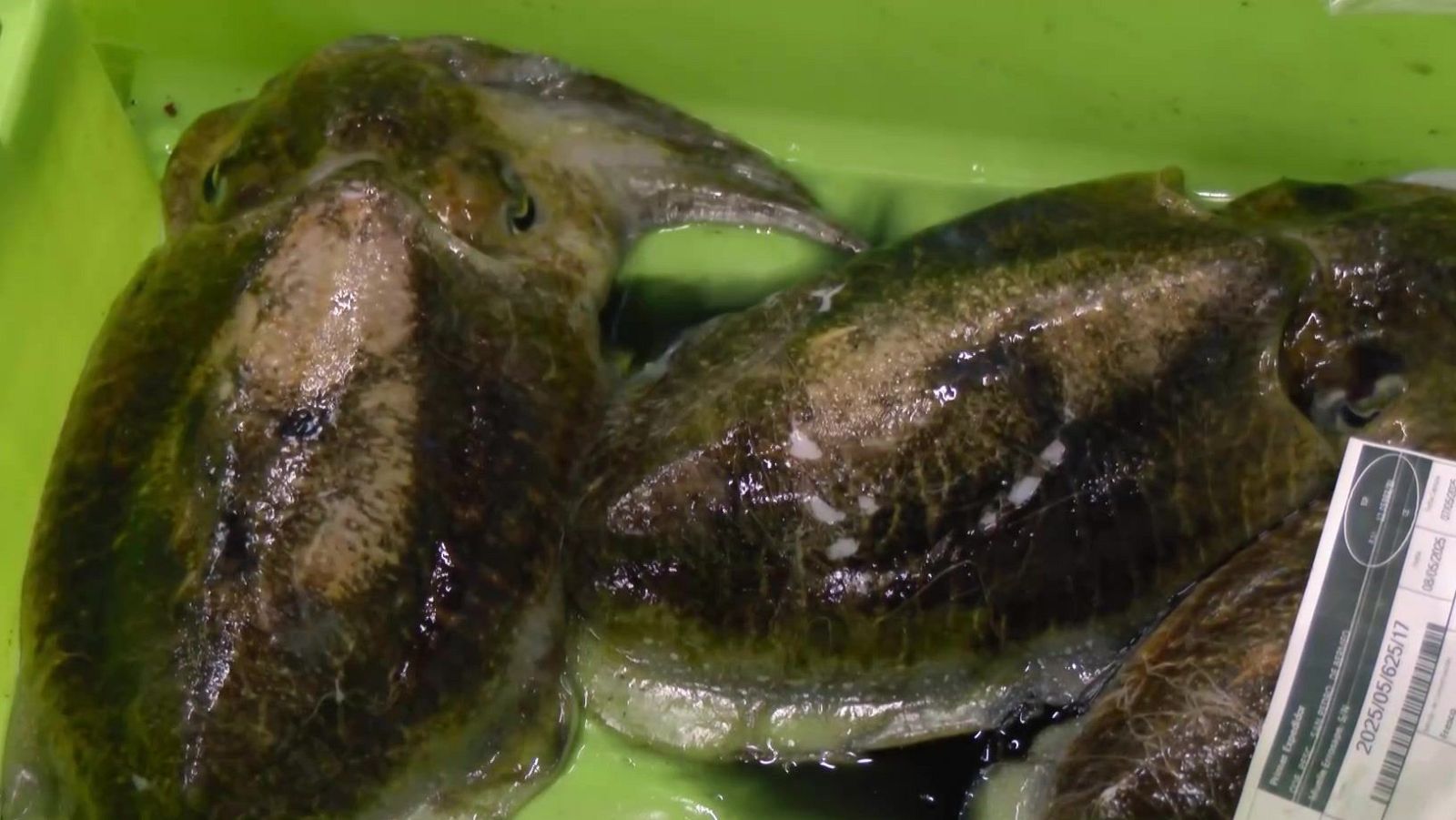 Las anchoas vizcaínas, del mar a tu plato - Aquí la Tierra | Ver
