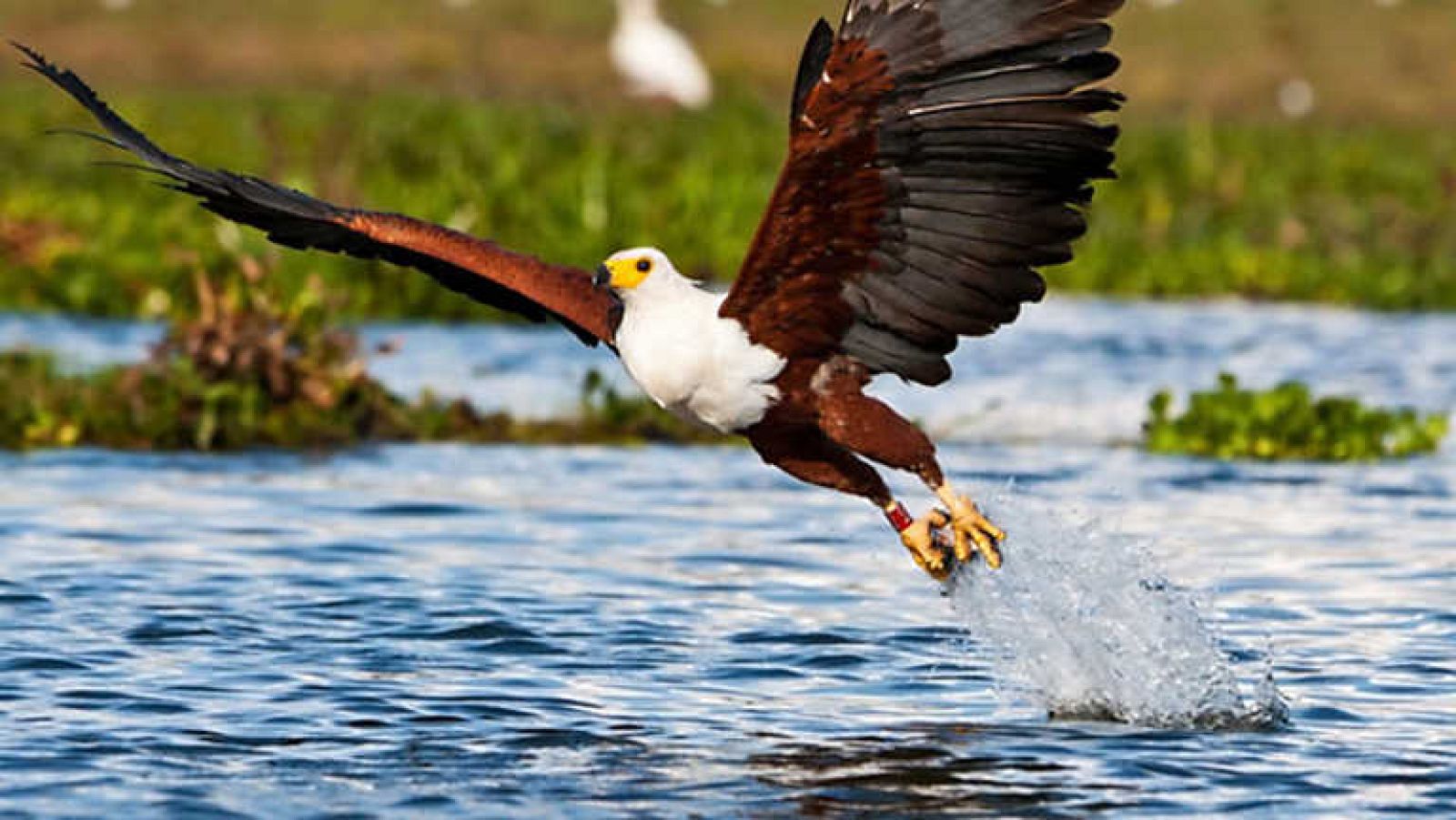 Grandes documentales - La fuerza vital de nuestro planeta: El valle del Rift en África - ver ahora