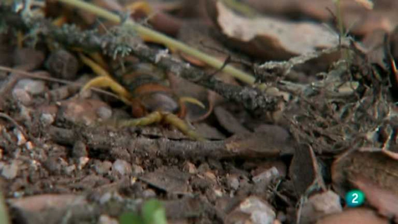 Biodiario - 14/01/13 - ver ahora