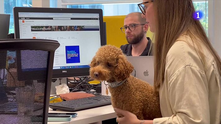 L'Informatiu - Empreses que permeten portar el gos a la feina