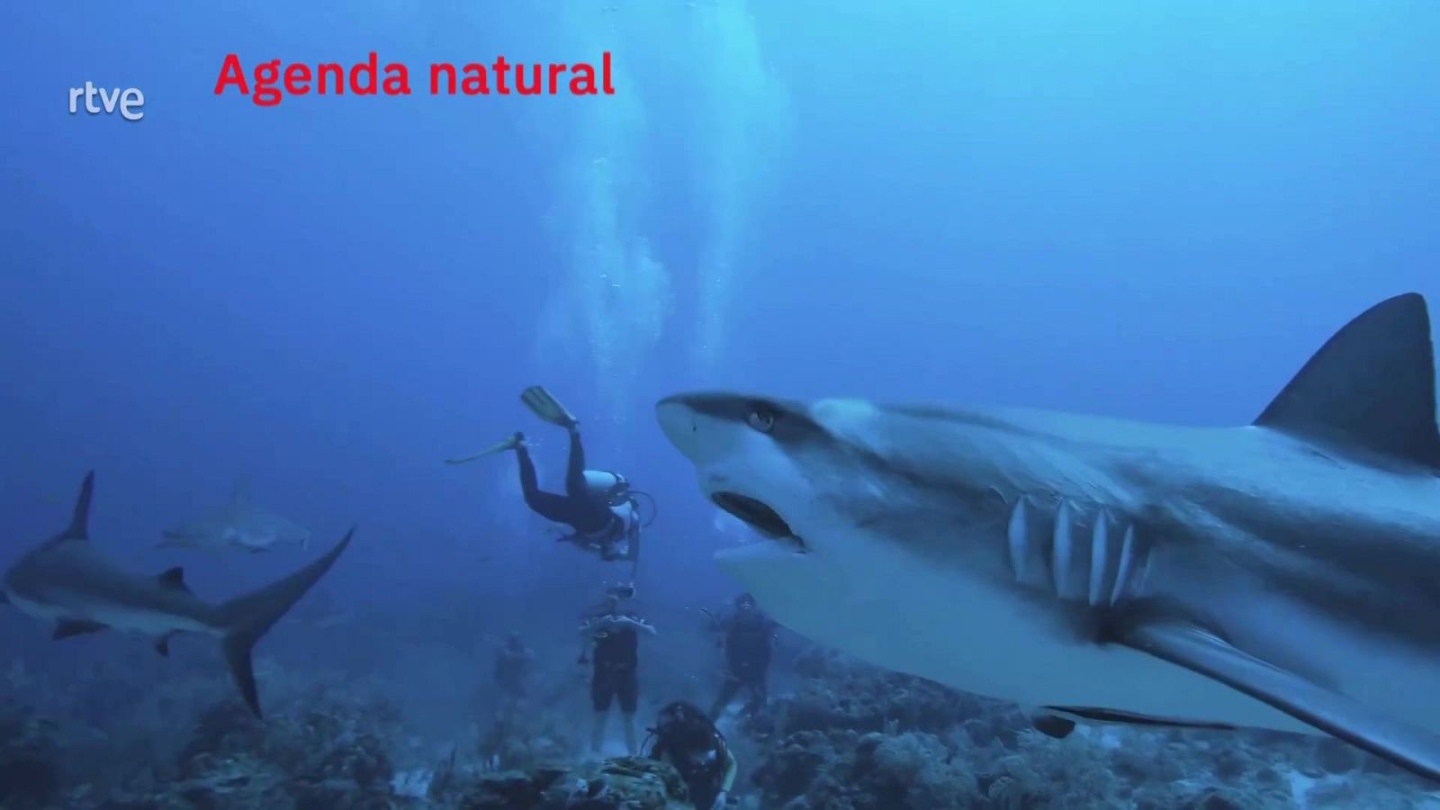 Agenda natural | Ver