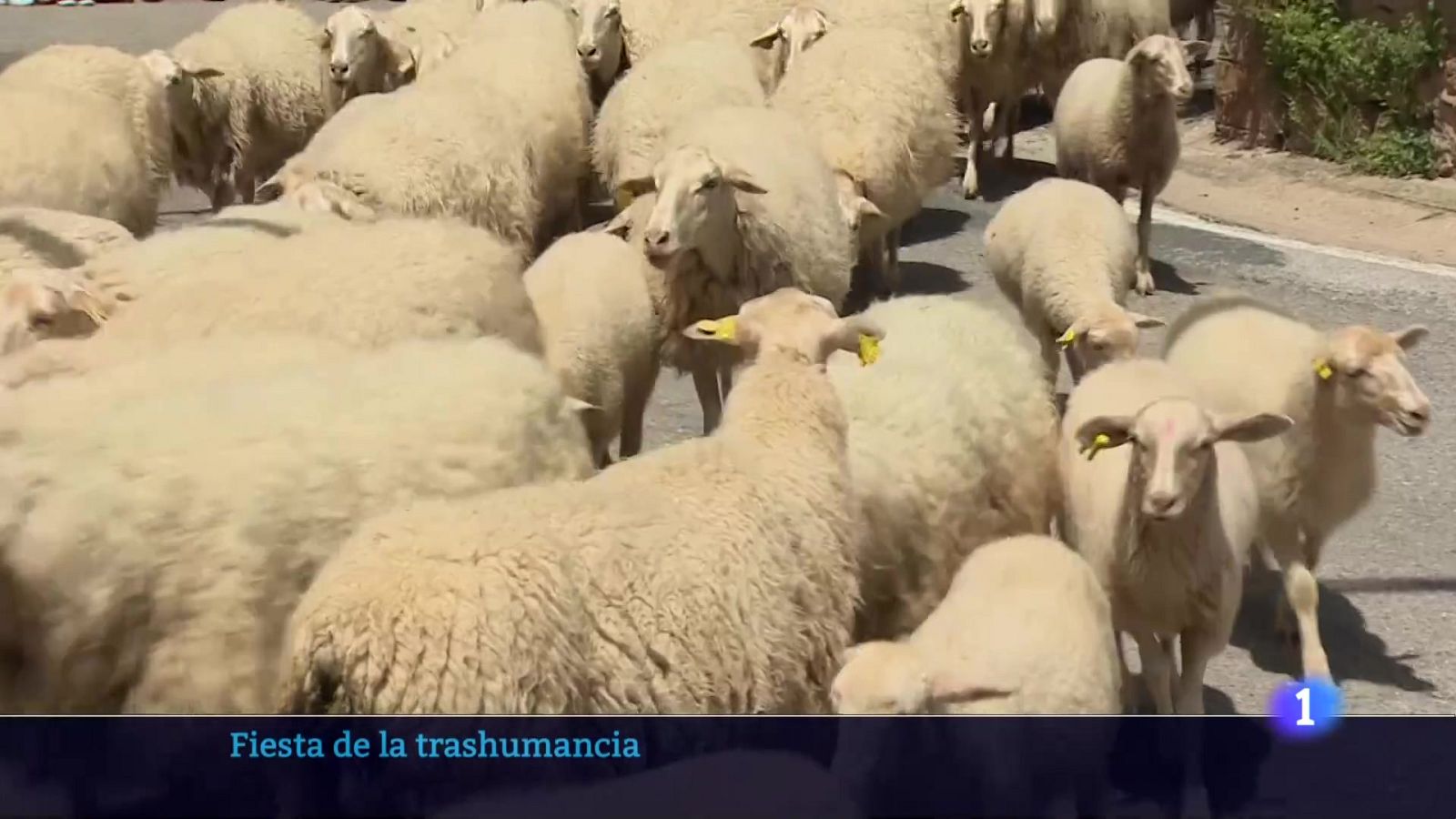 Informativo Telerioja 23-06-2025 Ver ahora | Ver