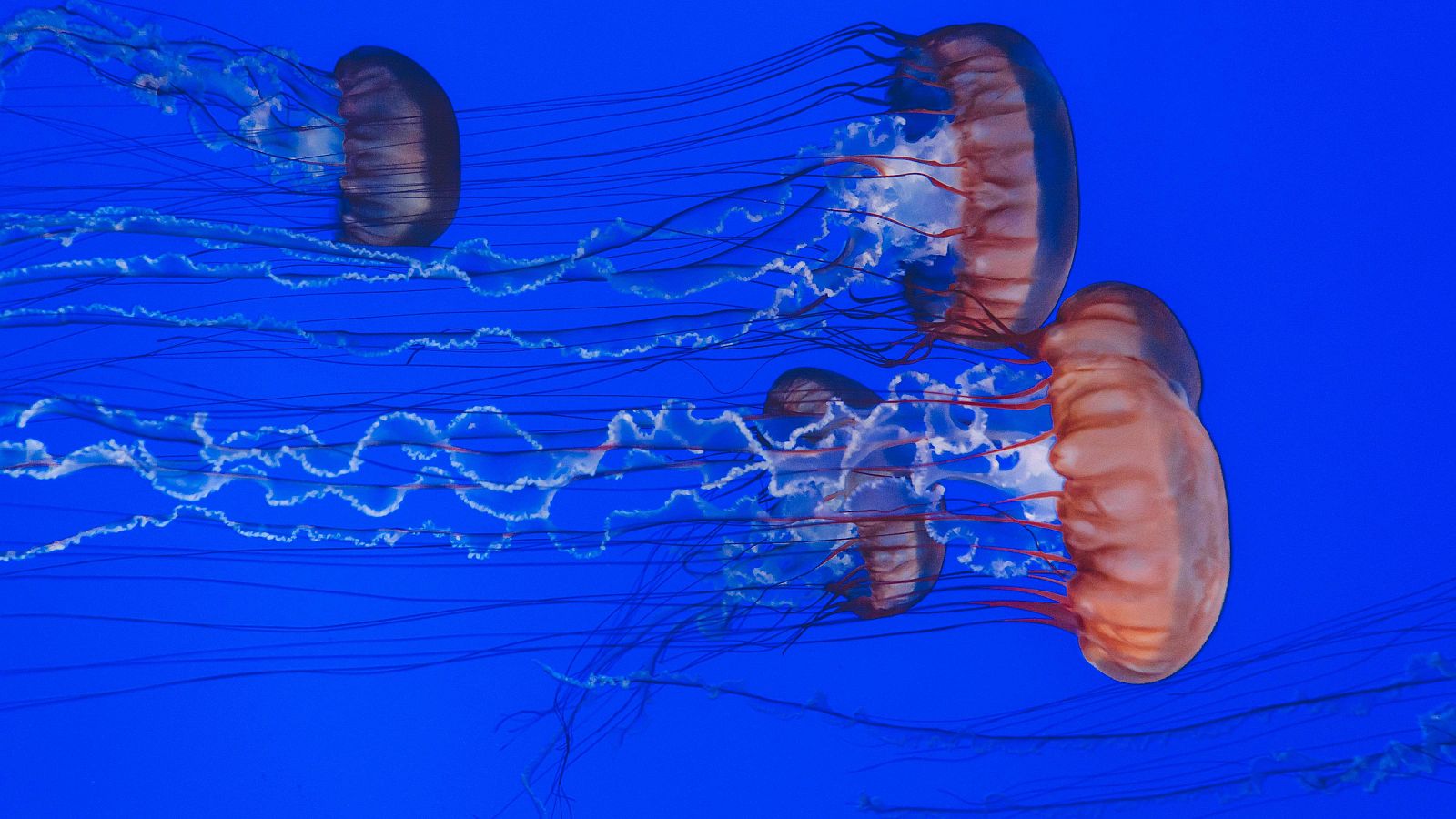 Para todos La 2 - 28/06/25 - Para todos La 2 | Ver