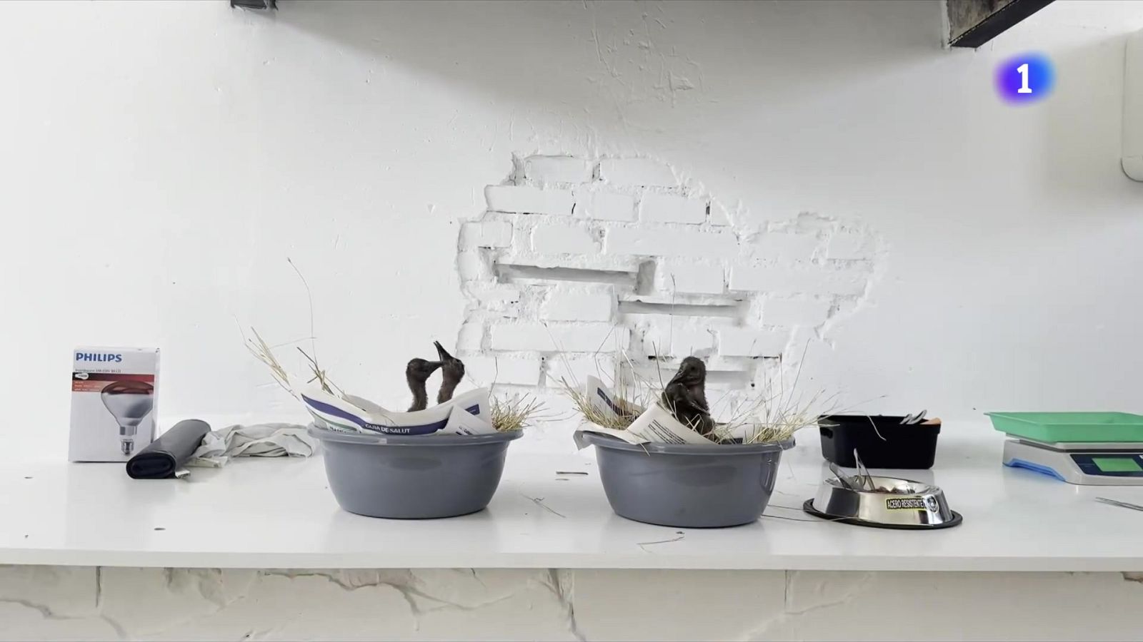 Els ibis ermitans arriben als Aiguamolls de l’Empordà per quedar-s’hi