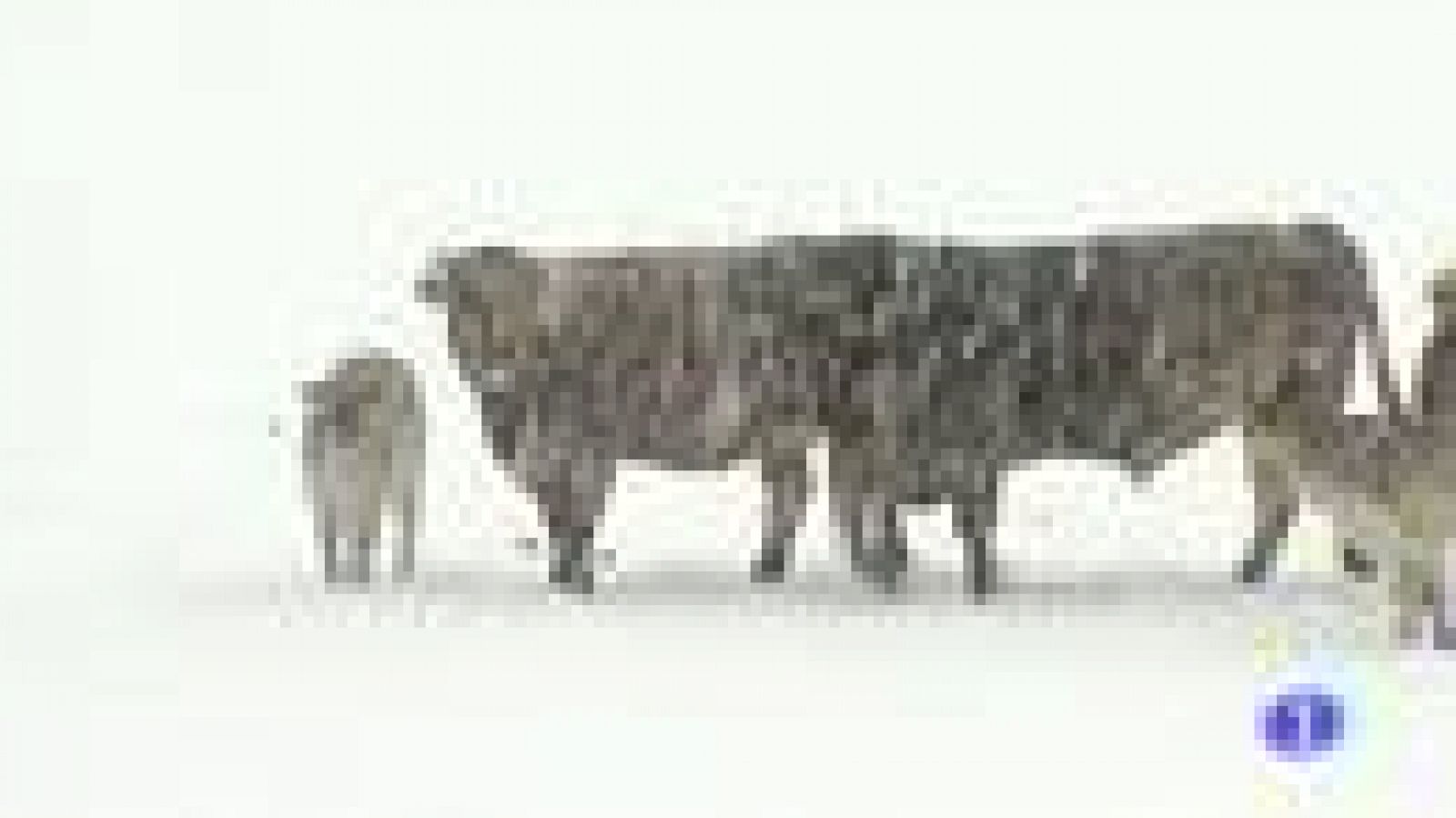 Les intenses nevades obliguen a suspendre  classes a municipis del Pirineu de Lleida