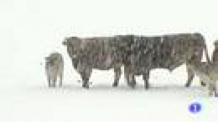 L'Informatiu - Les intenses nevades obliguen a suspendre  classes a municipis del Pirineu de Lleida