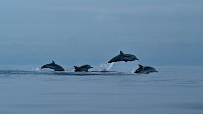 Azores: oasis atlntico