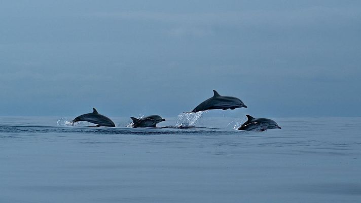 Somos documentales - Azores: oasis atlántico - Somos Documentales | Ver documental