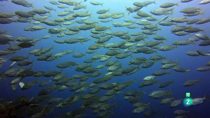 Som Documentals - Açores: oasi atlàntic