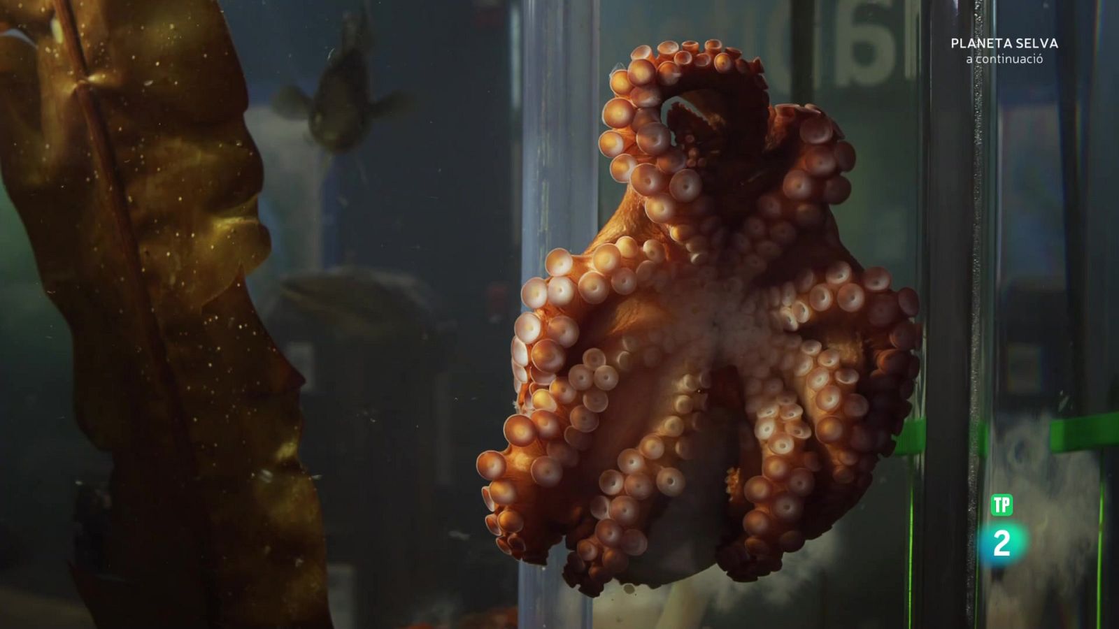 Contactes amb un pop gegant del Pacífic - Grans documentals - Som Documentals | Veure documental