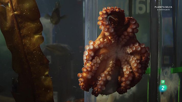 Som Documentals - Contactes amb un pop gegant del Pacífic