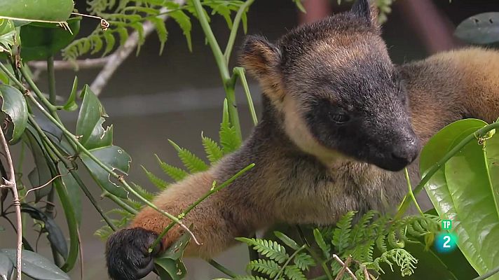 Som Documentals - Els orígens de l'Austràlia tropical