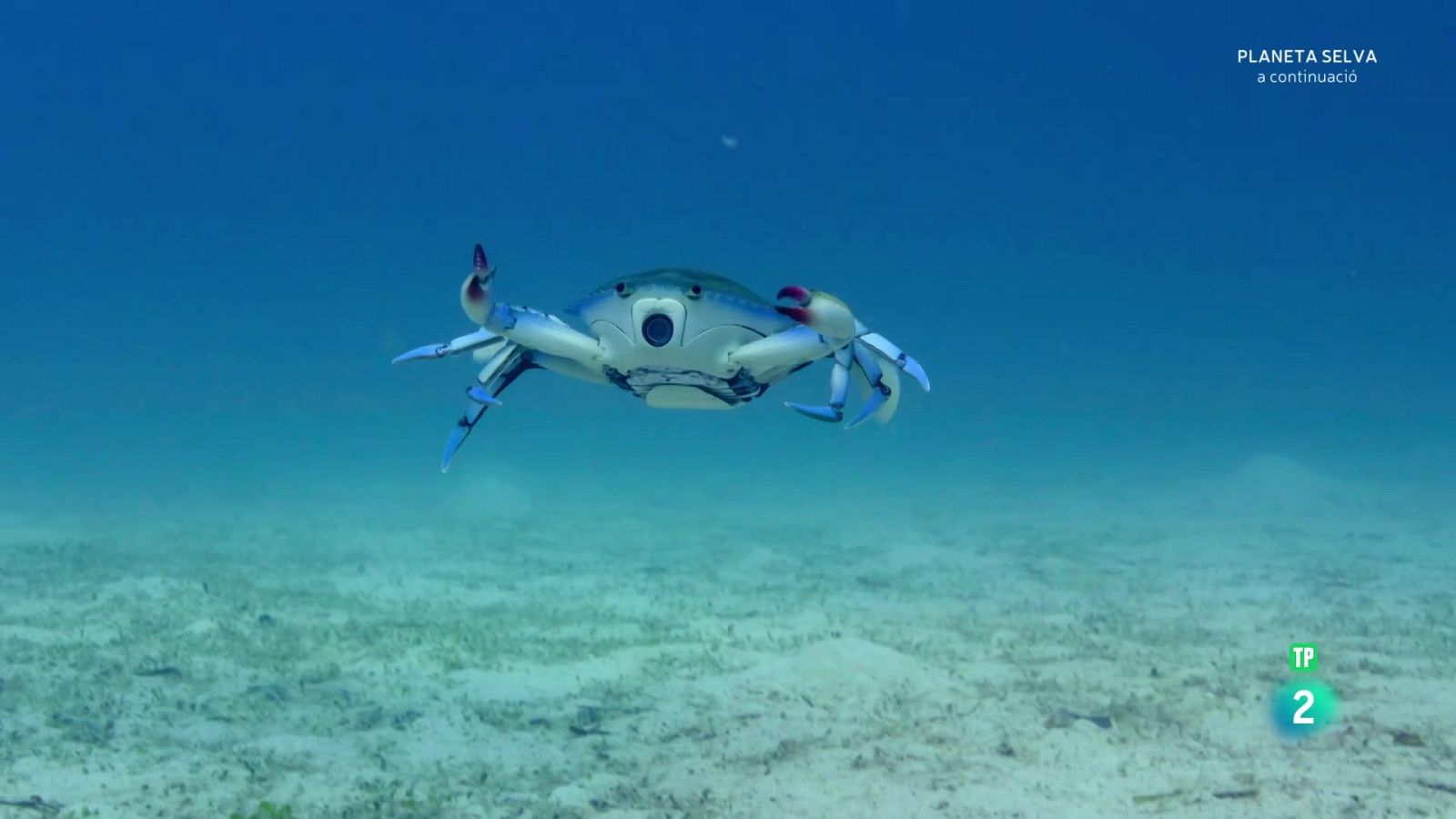 Infiltrats a l'oceà: E1. Grans pensadors - Grans documentals - Som Documentals | Veure documental