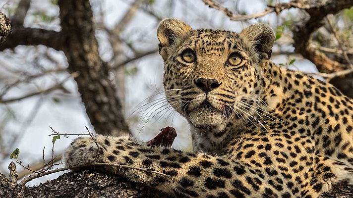 El juego de tronos de los leopardos - La reina ha muerto