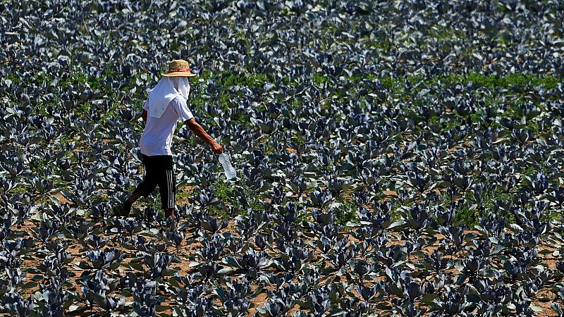 Mueren dos hombres por las altas temperaturas | Ver