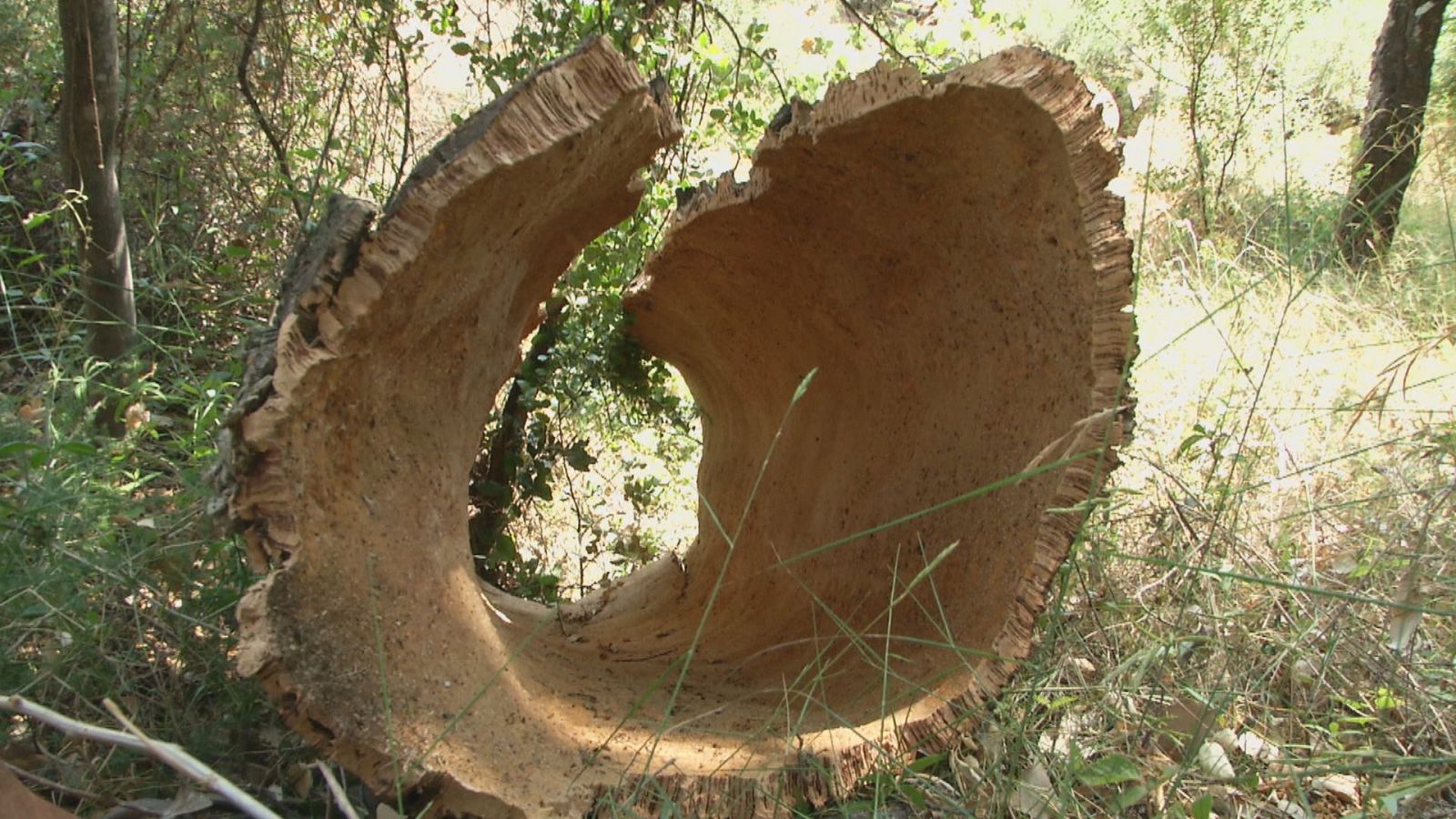 Comença la campanya de recolecció del suro a la Serra d'Espadà | Ver