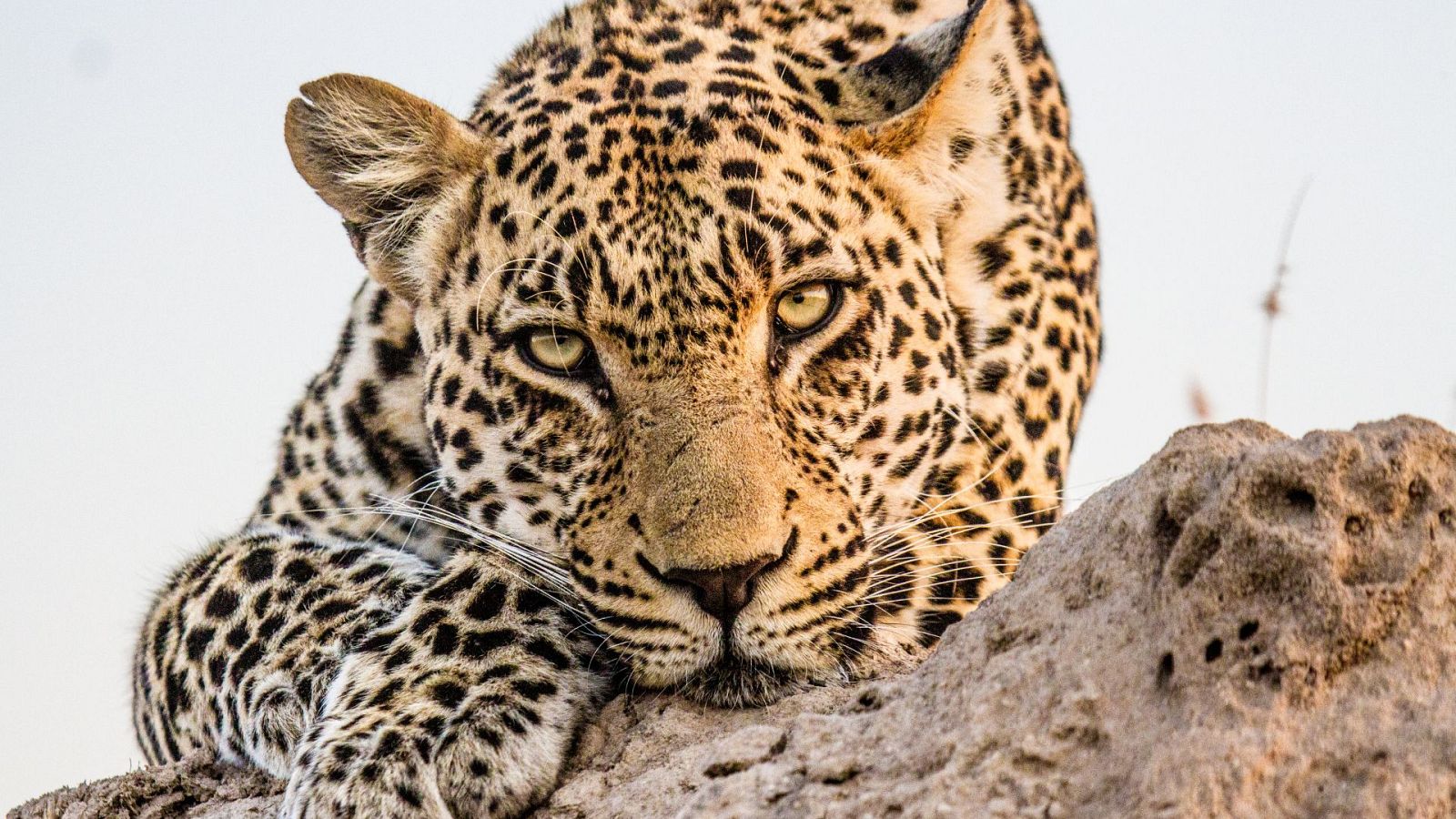 El juego de tronos de los leopardos - Episodio 2: Agitación - El juego de tronos de los leopardos | Ver